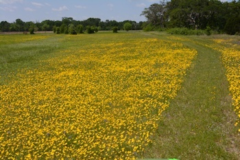 Goldthread-carpet-swale-4-11-2016