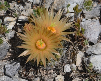 plains-nipple-cactus-flowers-4-11-16