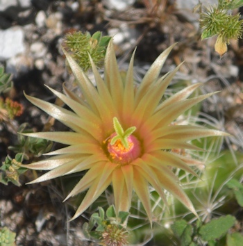 plains-nipple-cactus2