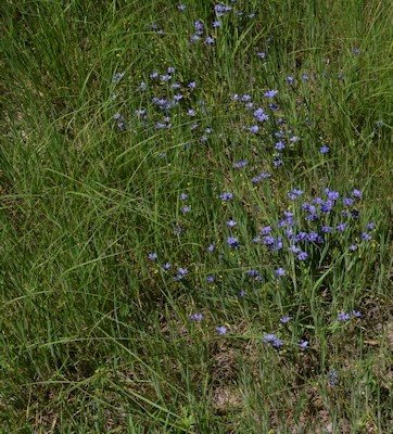 Lg_blue-eyed-grass-near-meadow-4-11-16