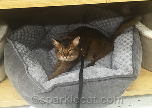 somali cat tries out dog bed at pet store