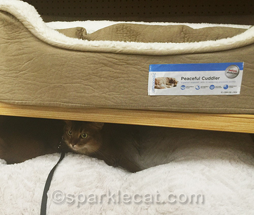 somali cat testing out dog bed at pet store