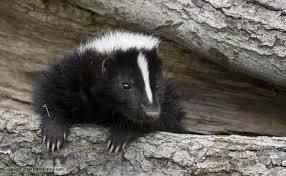 skunk