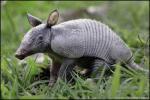 armadillo