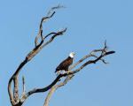 eagle