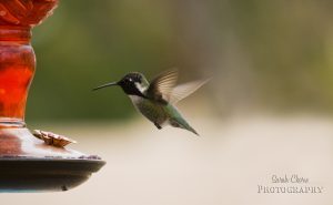 hummingbirdeating