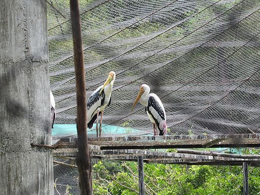 Birds-at-Vandalur-Zoo-1