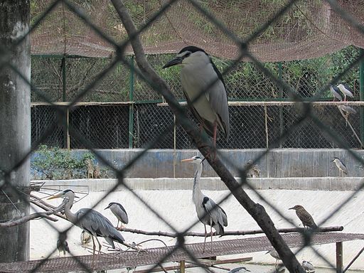 Birds-at-Vandalur-Zoo-2