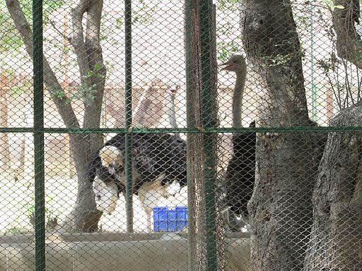 Birds-at-Vandalur-Zoo-12