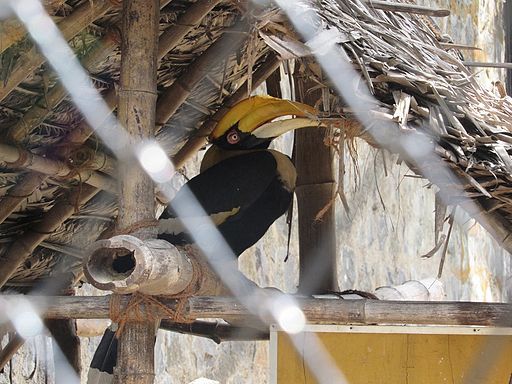 Birds-at-Vandalur-Zoo-11