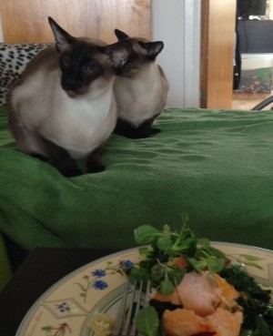 Katterna stirrar på min mat.