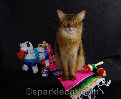 somali cat poses with Mexican props