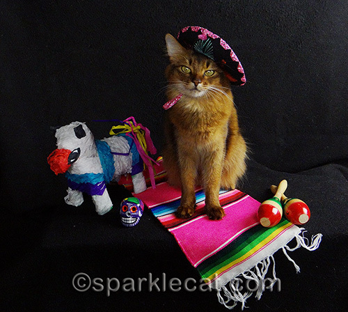 somali cat wearing sombrero, surrounded by Mexican props