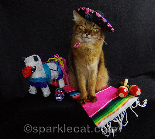 somali cat posing in sombrero with Mexican props