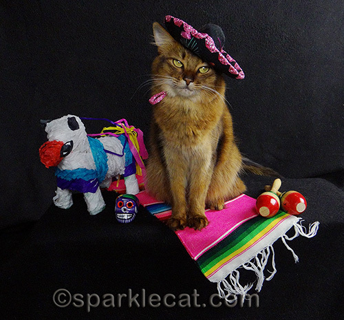 somali cat looks coy in sombrero