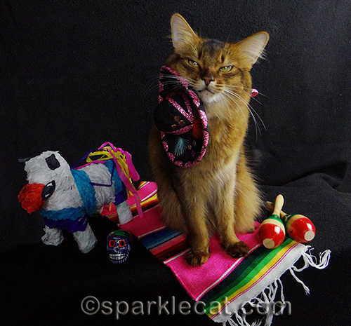 somali cat with sombrero sideways