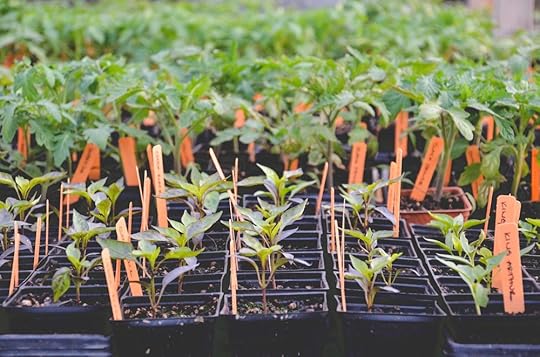 Buying Healthy Vegetable Transplants_Seattle Urban Farm Co.