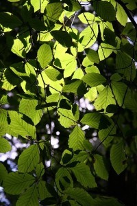 Green leaves