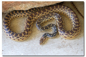 Lessons from a Gopher Snake