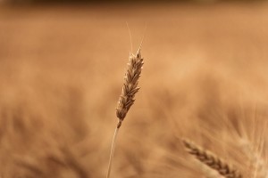 wheat-field-1205593_640