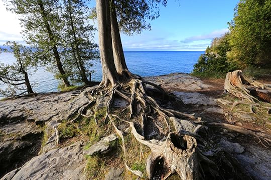 copyright@2016 Bliva Media LLC