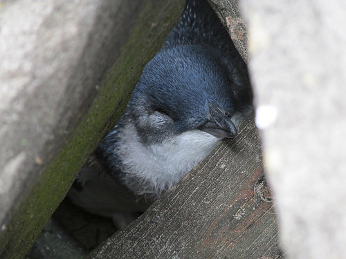 Day 13 Melbourne - 45 Penguins-St Kilda Pier