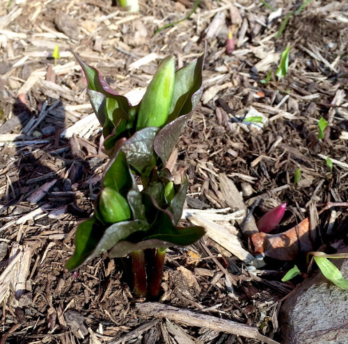 EarlyTrilliums