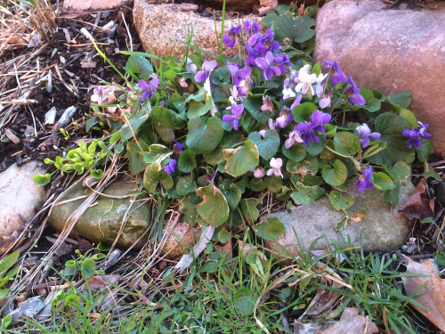 Violets