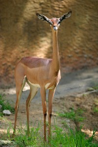 Lightmatter_gerenuk