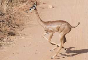 Kenya_2013-2184
