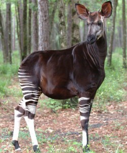 Okapi_Okapia-johnstoni_Bob-Jenkins