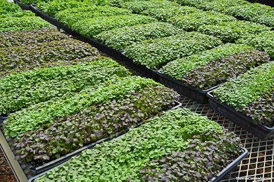 Biltmore Estate Micro Greens