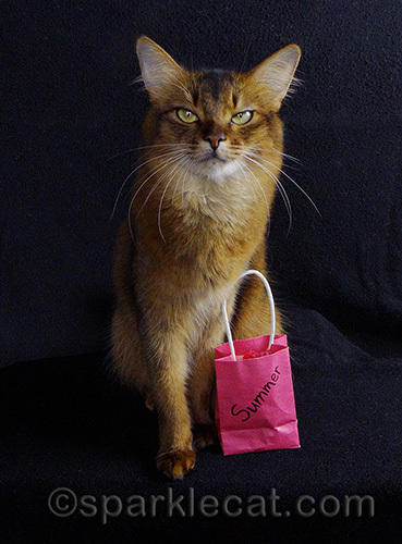 somali cat with pink cat-sized shopping bag