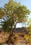 cottonwood