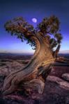 juniper