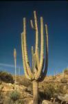 saguaro