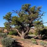 pinon