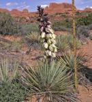 yucca