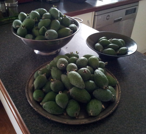 feijoua bounty