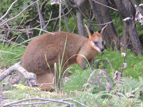 brush-tailed rock wallaby kb