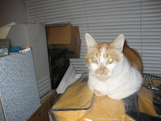 Digital photograph. Copyright 2008, Pamela D. Lloyd.Ginger was my husband&quot;s cat. He&quot;s probably the most affectionate of all our cats. He&quot;s also the instigator of the most trouble, as he maintains his status by picking on most of the other cats. He and Haiku are best buds and Haiku acts as his sidekick, helping Ginger to maintain his status. One cat he rarely bothers is Sassafras, whom he nursed when she first joined our household. Yes, that&quot;s right. He may be male, but he has a distinctly maternal nature. :D