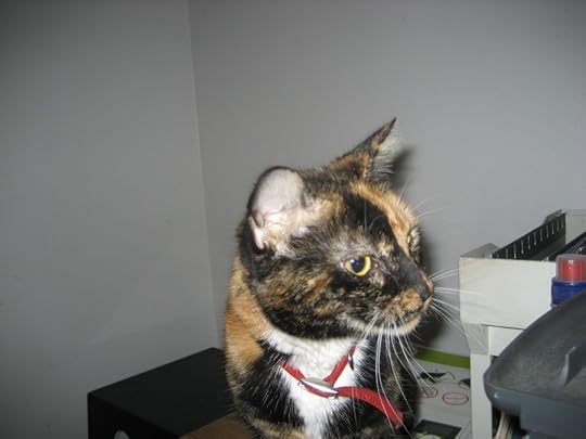 Digital photograph, copyright, 2008, Pamela D. Lloyd.