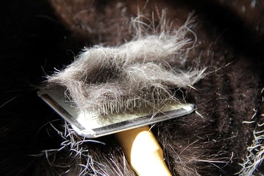 cat hairballs prevented by combing and brushing