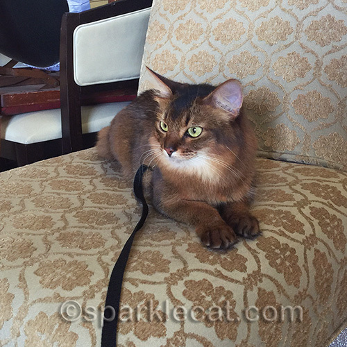 somali cat hanging out on vintage chair