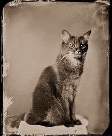 vintage tintype style photo of a Somali cat