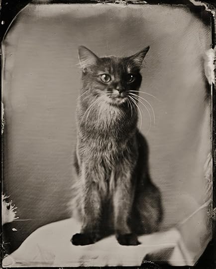 tintype photo of a Somali cat from Tin Machina