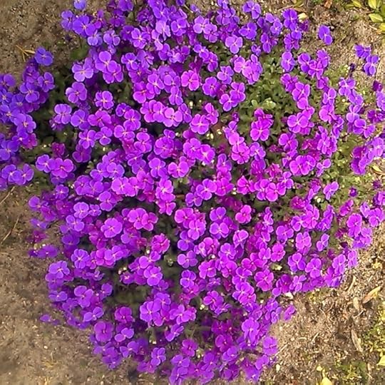 Violets