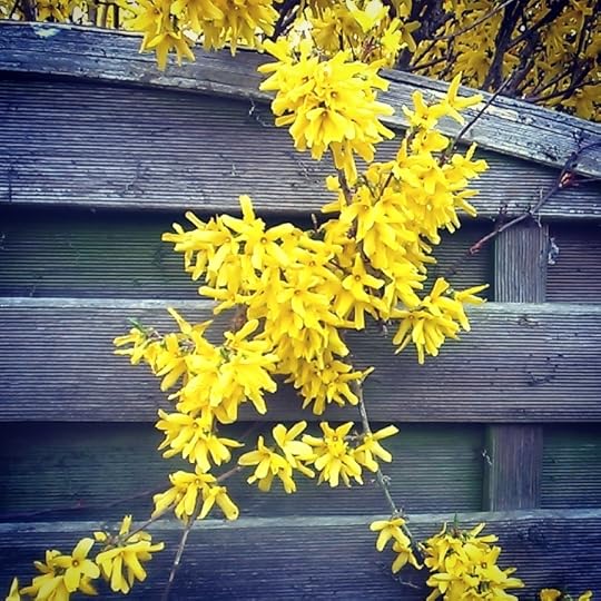 Forsythias