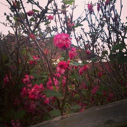 Some kind of shrub with bright pink blossoms peeking over a fence.