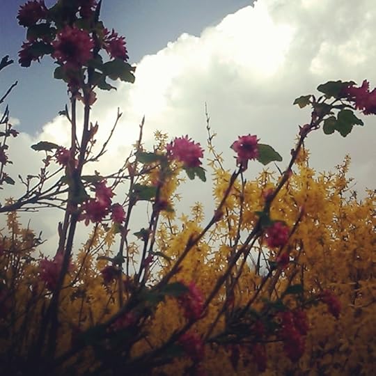 Forsythias and pink blossoms